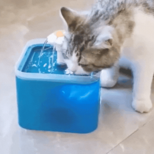 Fontana d’acqua per cani e gatti